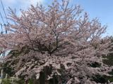 二年が過ぎました。 画像01